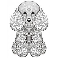 Poodle coloring pages for Adults