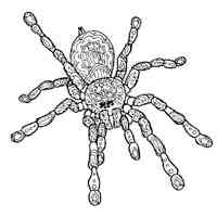 Spider coloring pages for Adults