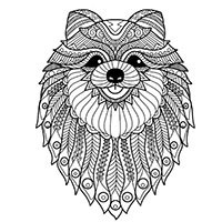 Spitz coloring pages for Adults