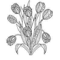 Tulip coloring pages for Adults