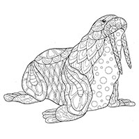 Walrus coloring pages for Adults