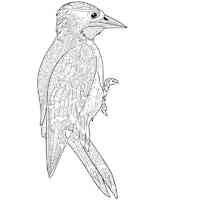 Woodpecker coloring pages for Adults